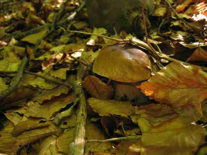  Image name: 142 Porcino.jpg 
 width: 700 pixel 
 height: 525 pixel 
 Size: 22821 bytes 
 Click to enlarge 